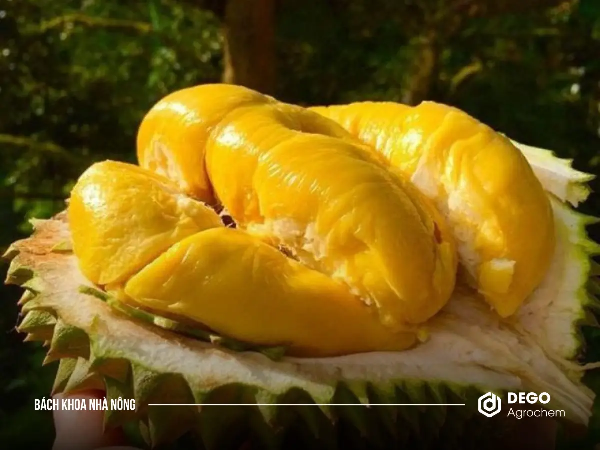 Musang King là giống sầu riêng có nguồn gốc từ Malaysia - nổi tiếng với giá trị dinh dưỡng và kinh tế cao.