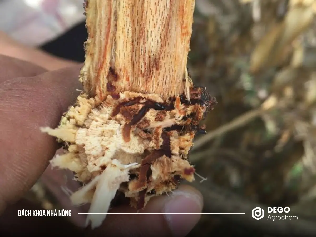 Mọt gây hại trên cây sầu riêng bằng cách đục vào phần vỏ cây.