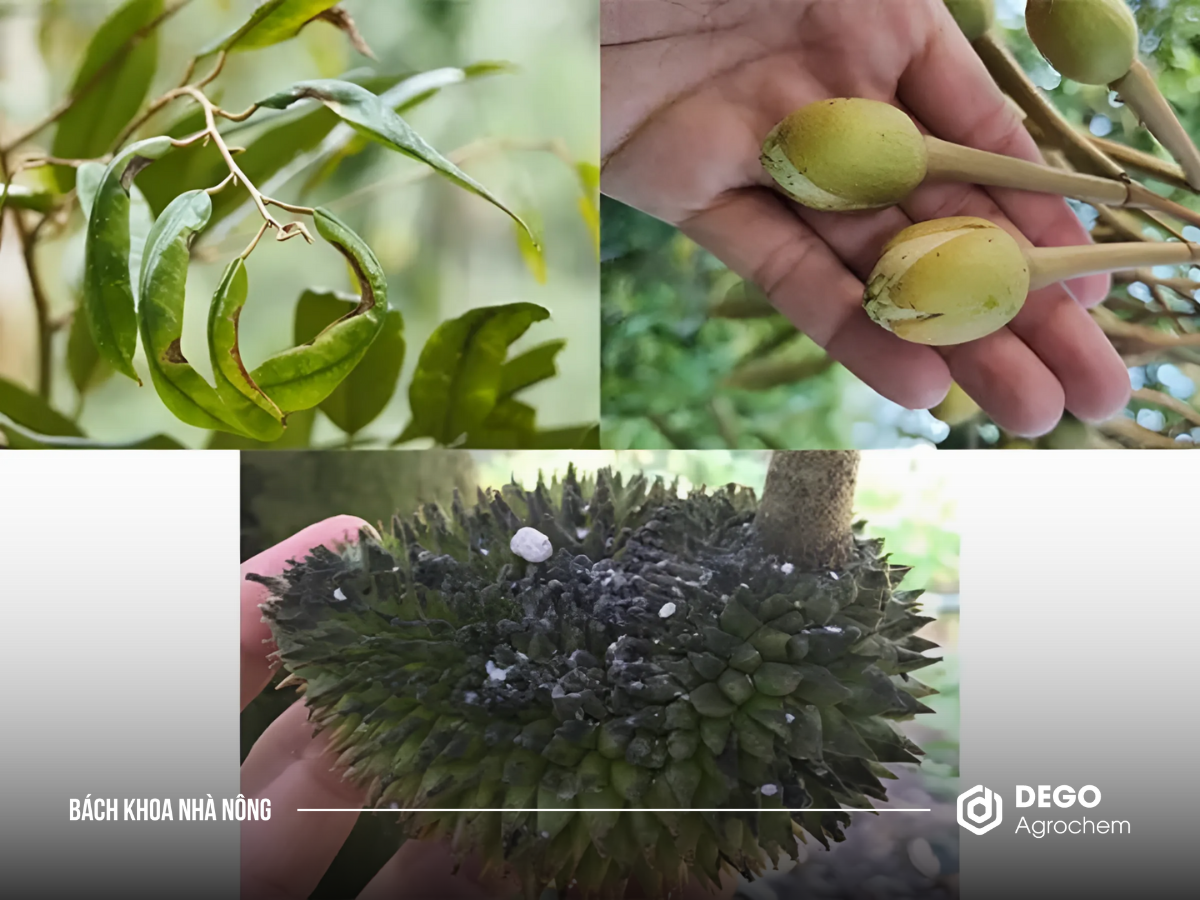 Khi bọ trĩ tấn công làm lá đổi màu, lá bị biến dạng, hoa bị rụng và trái bị hư