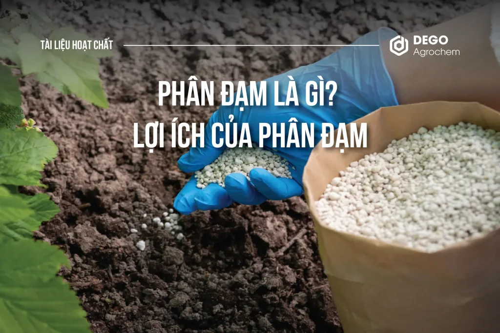 PHÂN ĐẠM LÀ GÌ? LỢI ÍCH CỦA PHÂN ĐẠM