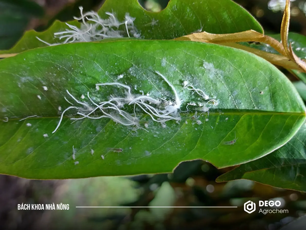 Rầy nhảy hại sầu riêng thường tấn công mạnh vào mùa nắng nóng, thời điểm cây ra đọt non