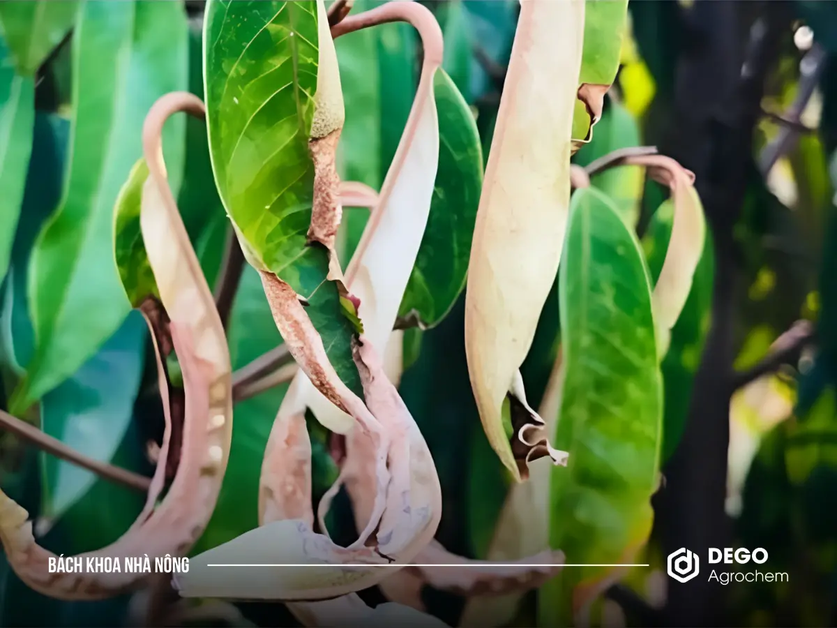 Hậu quả của rầy nhảy hại sầu riêng làm cháy lá, rụng lá non hàng loạt, khiến cành trơ trụi
