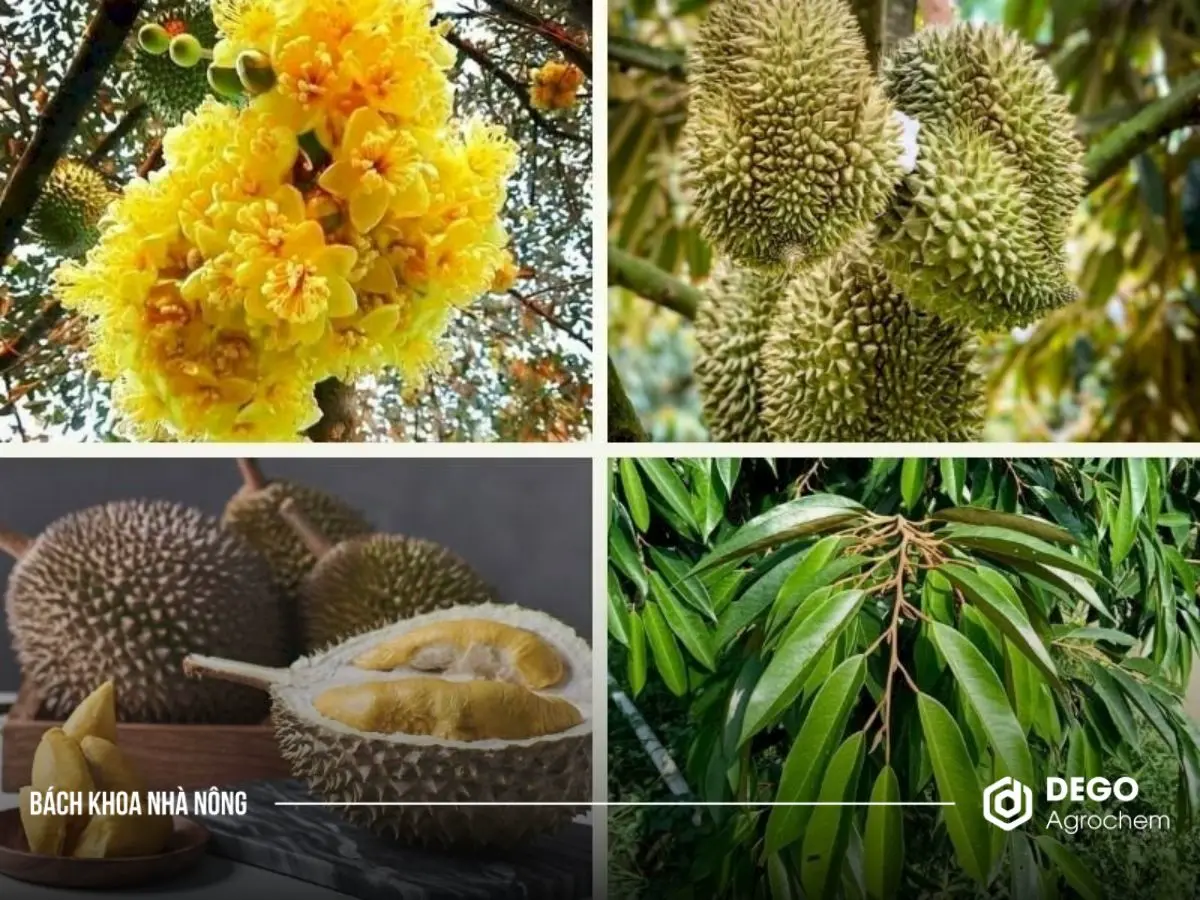 bí quyết chọn giống sầu riêng