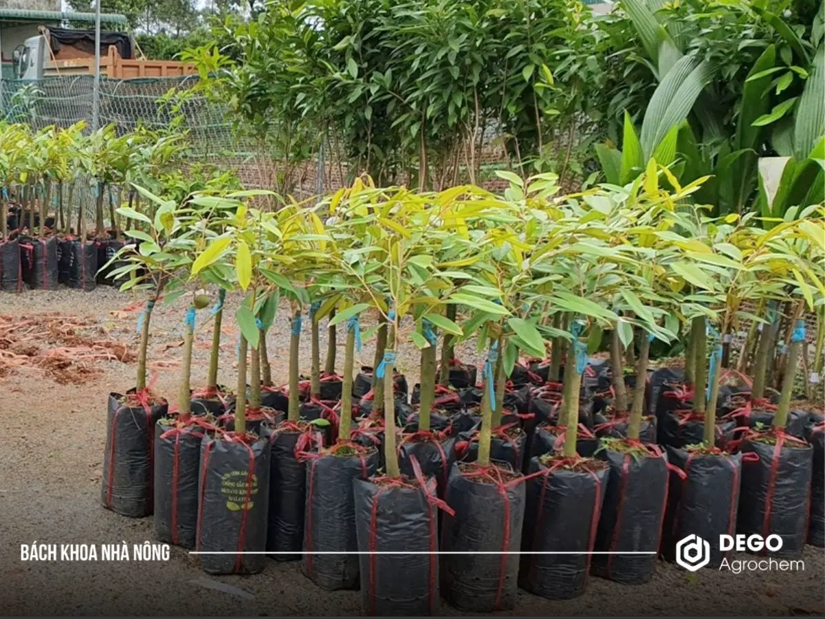 bí quyết chọn giống sầu riêng